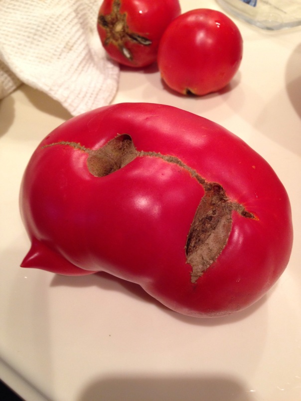 ripe tomato with catfacing symptom