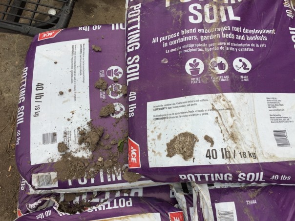 The label on this bag lists “aged forest products and perlite” as the components.  The clods and lack of uniformity suggest it might hinder the growth of container plants. Photo credit: Jon Traunfeld
