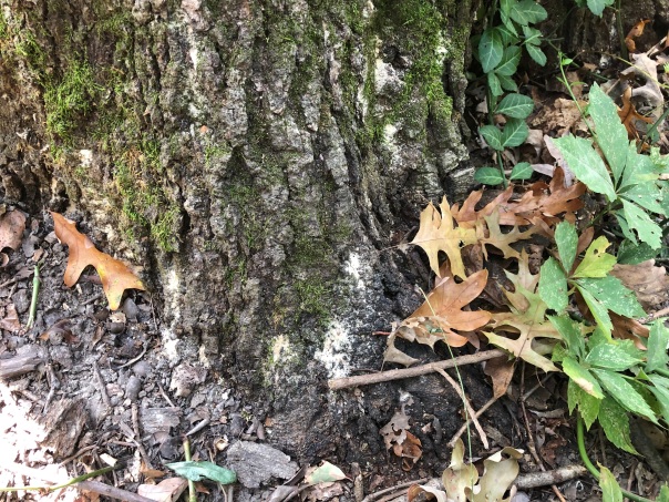 frass on oak from ambrosia beetles