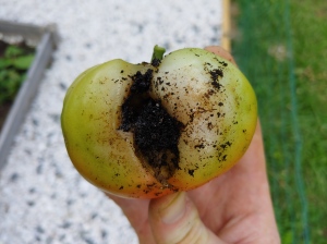 Tomato with rotten area