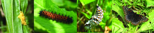 checkerspot butterfly caterpillars