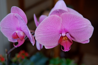 Phalaenopsis orchids are relatively easy houseplants to grow
