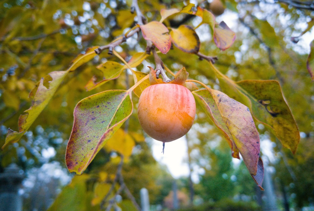 close-up of an orange persimmon fruit in a tree