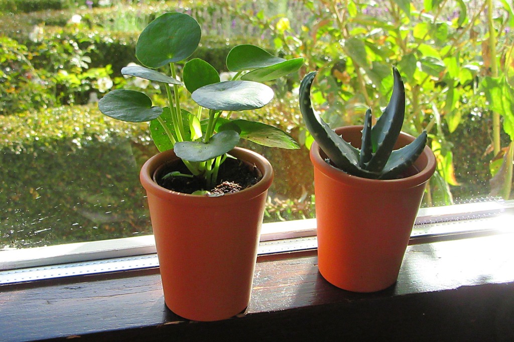 two houseplants on a windowsill